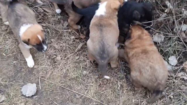 Цуценята шукають родину смотреть онлайн