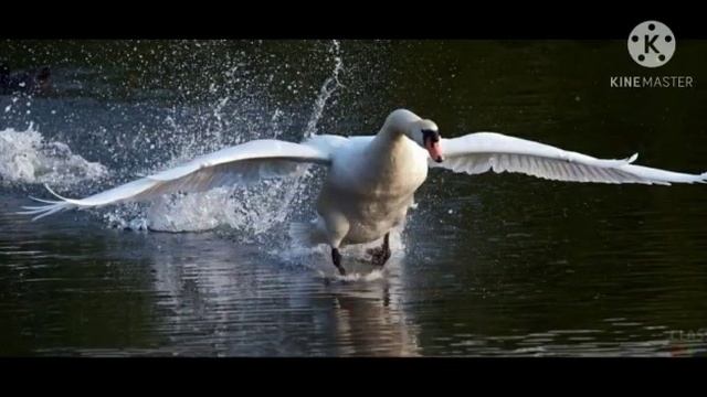 Аудио-сказка ,,Лебеди,,Л.Толстой читает Зульхумар Умарджановна смотреть онлайн