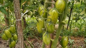 Томат КОТЯ F1 ?от фирмы Партнер.ОЧЕНЬ крутой ГИБРИД.