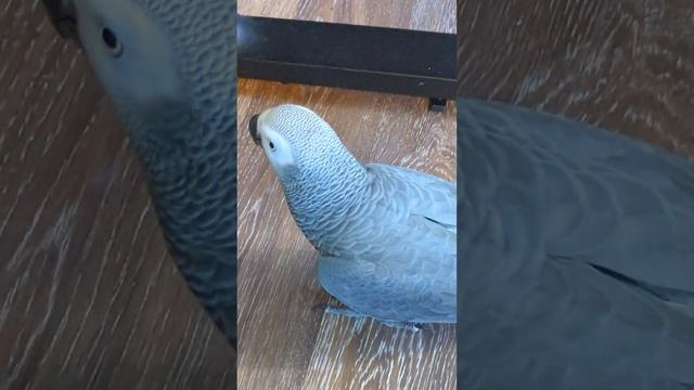 Ninja Bird ? смотреть онлайн