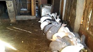 Кролики в вольере.