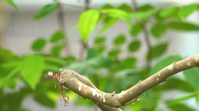 Birds Singing For Sleep ? Relaxing Nature Sounds With Beautiful 4K Bird Videos - Relieve Stress