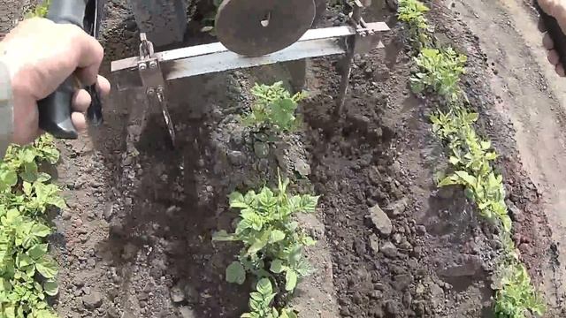 Мотоблок культивация картофеля. Ч-2 смотреть онлайн