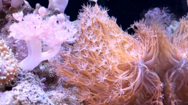 Морской аквариум AQUAPLANNER смотреть онлайн