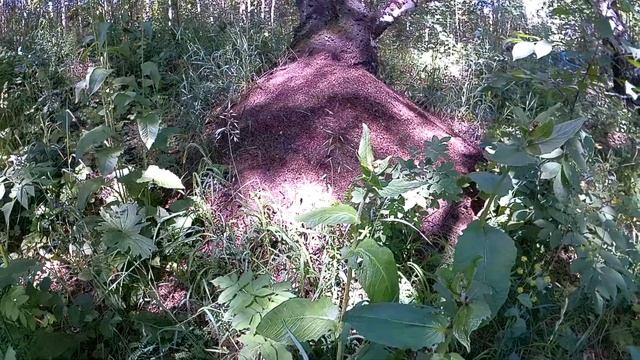 Муравьиный Лас-Вегас. Гигантский муравейник в лесу. #муравейник,#прогулкавлесу,#гиганскиймуравейник смотреть онлайн