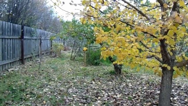 Уссурийкая дикая груша - как фундамент северных культурных груш у В.Железова смотреть онлайн