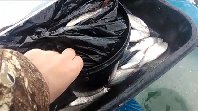 Зимняя рыбалка, ловля со льда 25.01.2019г. Цимлянское водохранилище Порт (жирная тарань) смотреть онлайн