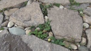 дорожка из природного камня  что случилось за год