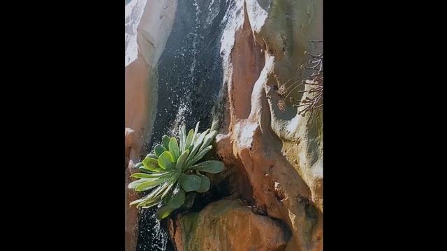 Родина эониумов: канарский остров Ла Пальма //  La Palma Island Aeonium Homeland