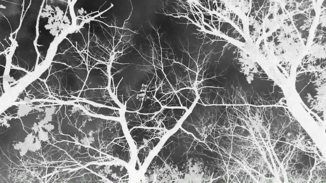 Студия АКорд. Цвет настроения мрачный. 2018