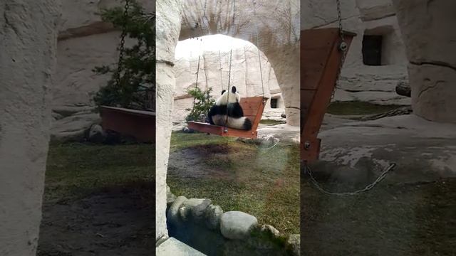 Большая панда ест смотреть онлайн
