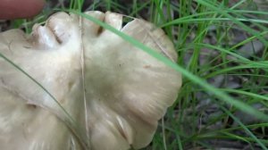 Энтолома садовая (Entoloma clypeatum)