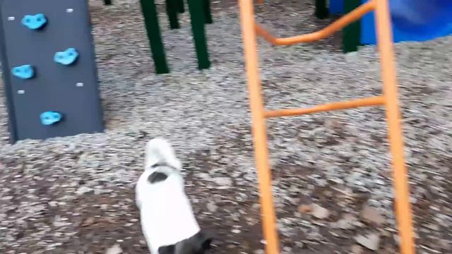 Akita Pitbull mix Loves the slide смотреть онлайн