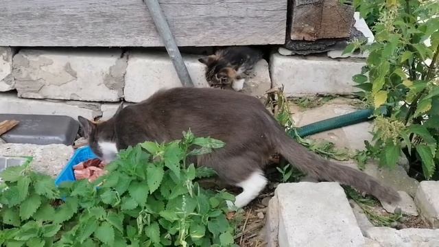 Нашли бездомную кошку с котятами?♀️ смотреть онлайн