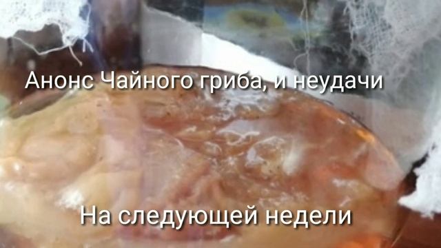 Чайный гриб продолжение на следующей недели смотреть онлайн