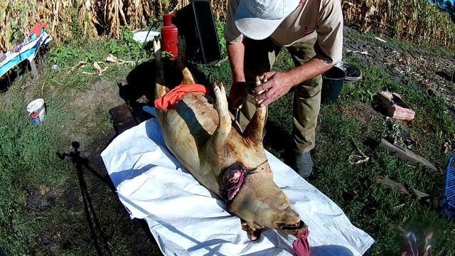 Вихід мяса і сала з невиликої свині. смотреть онлайн