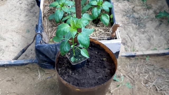 Высаживаю перец в открытый грунт.Дожди продолжают лить. смотреть онлайн