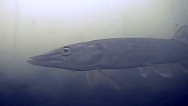 На камеру Calypso UVS -03. Вечерняя съемка зимой в мутной воде. смотреть онлайн