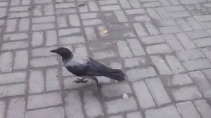 как приручить ворону