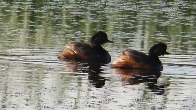 Черношейные поганки на озере смотреть онлайн