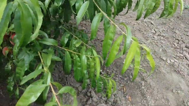 Урожай персика редхевен смотреть онлайн