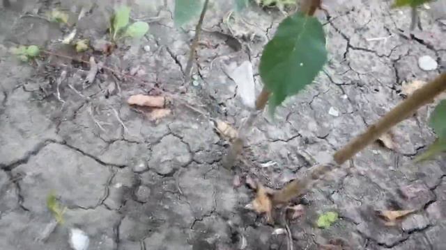 Окулировка лето 2017 смотреть онлайн