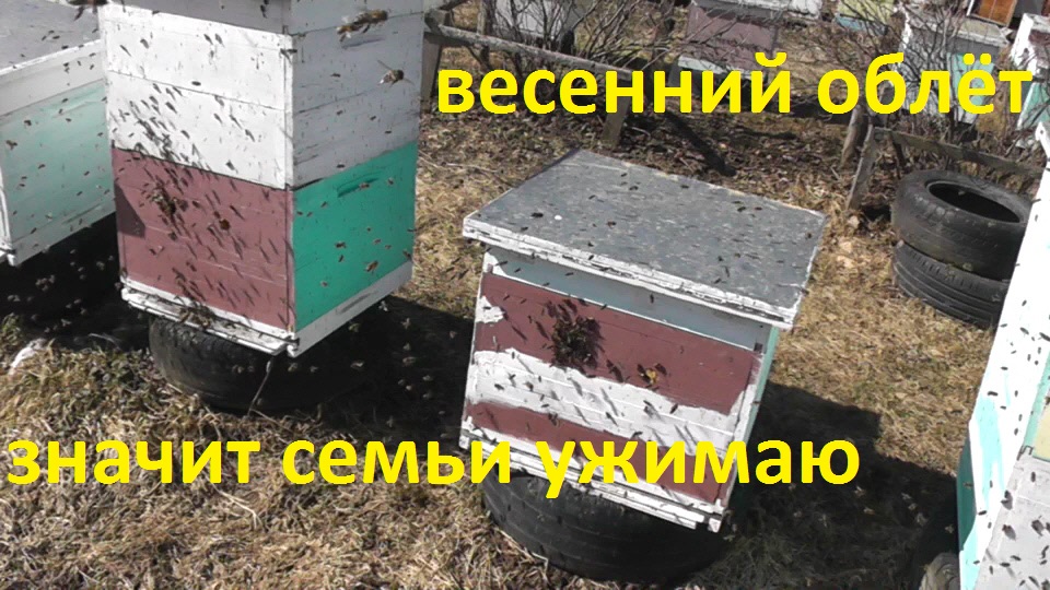 счастье пчеловода