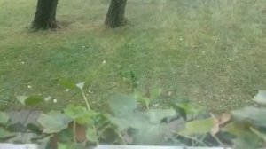 Дятел постучал в окно