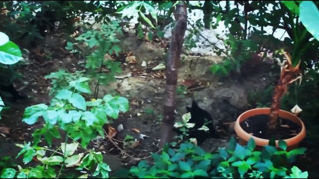 ДАНЯ НАБЛЮДАЕТ ЗА КОТЯТАМИ. смотреть онлайн