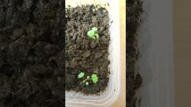 земляника ремонтантная Белоснежка смотреть онлайн