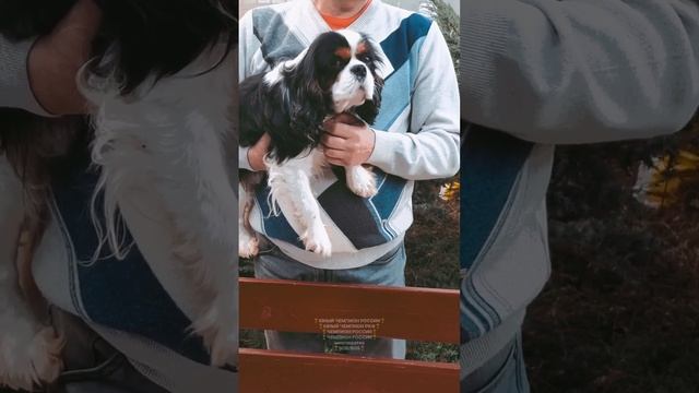 Предлагаем ?для племенной работы Роскошного кобеля ROLLO LIGHT EKMADA HOUSE?? tel/wa+79281498001 смотреть онлайн