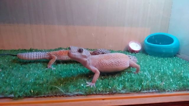 Эублефары. Процесс спаривания