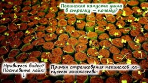 РАССАДА КАПУСТЫ – почему стрелкуется, скручивается, как отличить рассаду пекинки от савойской?