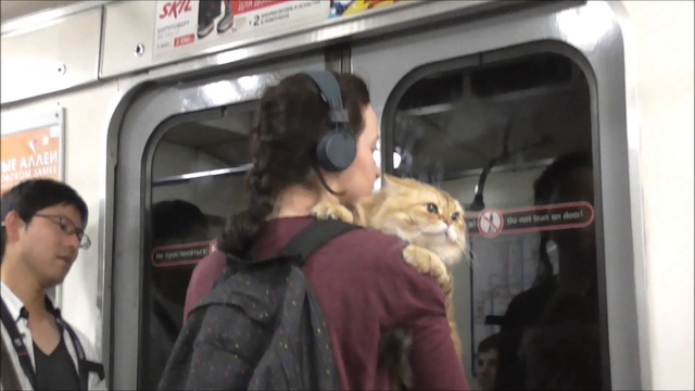 кот в метро, милые животные, котики,  забавные животные, милые питомцы, pet, ведео с животными,