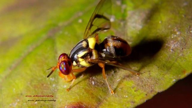 Koleksi Foto Foto Makro - Dengan Lensa kit 18-55 mm + Extension Tube смотреть онлайн
