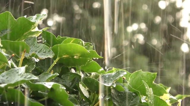 rain sounds/ Звуки дождя для медитации, релакса, сна, фантазии, воодушевления, размышления смотреть онлайн