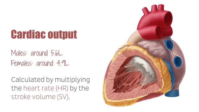 Circulatory system - Function, Definition - Human Anatomy | Kenhub смотреть онлайн