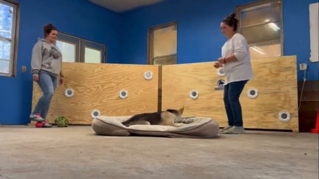 Georgia’s Puppy Training Adventure! | 12 Week Old GSD Mix | Puppy Academy | OverWatch K9 Academy смотреть онлайн