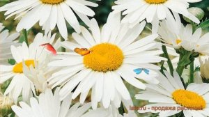 Нивяник наибольший Аляска (alaska) ? обзор: как сажать, саженцы нивяника Аляска