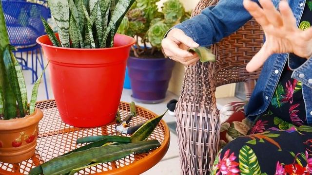 PROPAGATING SNAKE PLANTS : LEAF CUTTINGS IN SOIL смотреть онлайн
