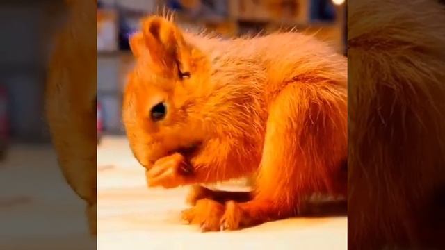 канал называется live today автор закрепить. смотреть онлайн