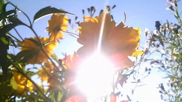 природа-берегите природу # 3 смотреть онлайн