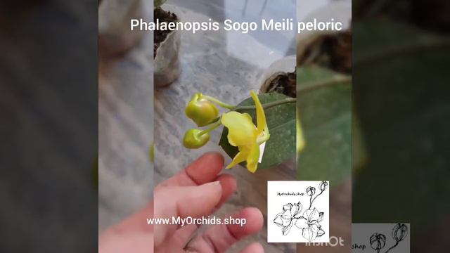 Phalaenopsis Sogo Maili (peloric - 2 eyes) смотреть онлайн