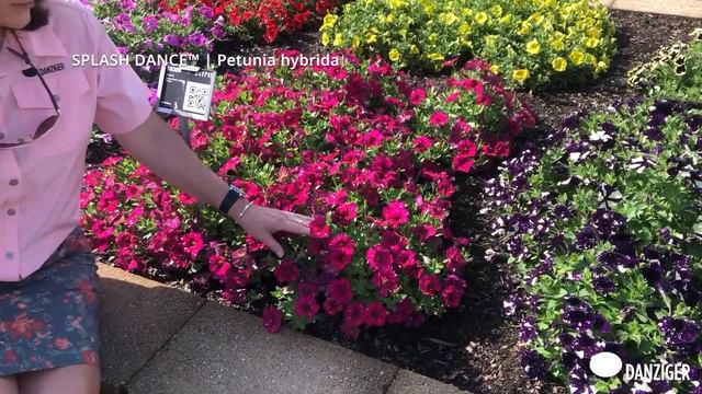 SPLASH DANCE™ SERIES | Petunia Hybrida