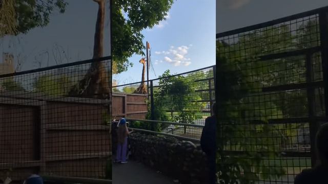 В гости к животным 🫶 #амелия #зоопарк #москва смотреть онлайн