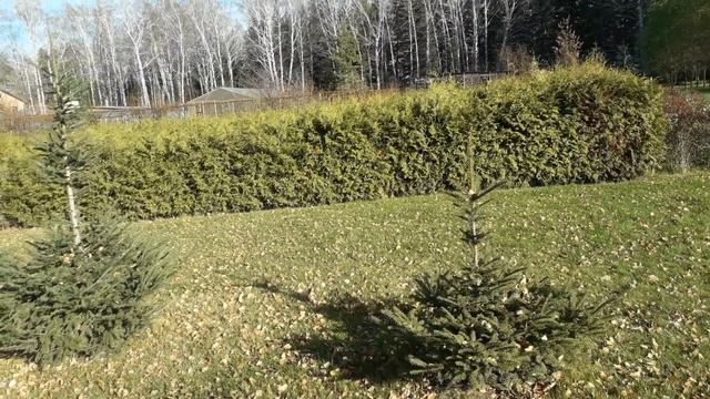 Формирование ели конусом, обрезка смотреть онлайн