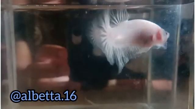 kenapa ikan cupang ini selalu di anak tirikan😮😮 смотреть онлайн