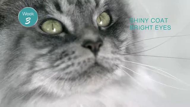 Purina One Cat Food - 21 Day Challenge смотреть онлайн