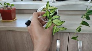 Хойя Белла | 3 сорта | обзор