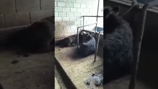 Откорм бычков (доращивание)5-6 месячных Кыргызстан г.Кант 1-Октября 2021 года. смотреть онлайн